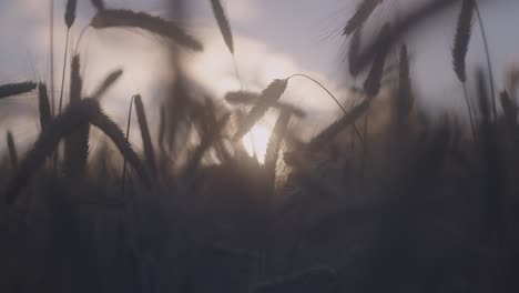 Closeup-footage-of-a-corn-field-moving-from-the-wind-in-Devon,-England-at-sunset