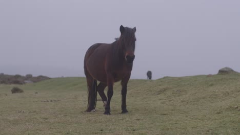A-beautiful-brown-pony-walking-towards-in-a-green-grazing-area-in-Devon,-UK