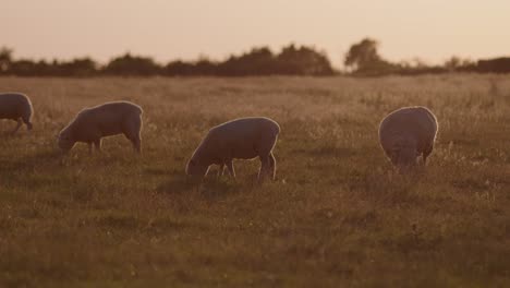 Footage-of-sheep-grazing-grass-on-a-field-at-sunset-in-Devon,-England
