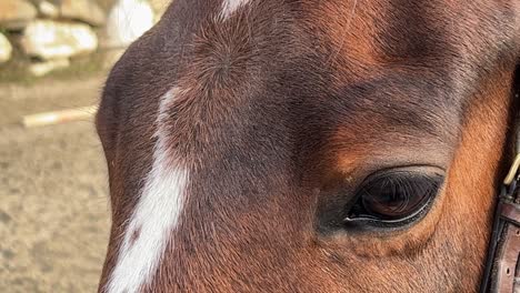 Close-up-of-white-and-brown-horse-head-and-eye-with-bridle