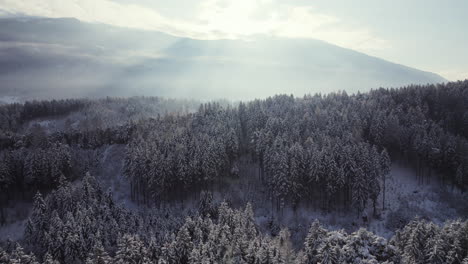Aerial-flying-over-freshly-snow-covered-trees-and-fields-in-a-beautiful-forest-winter-scenery