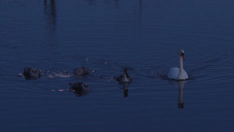 Imágenes-En-Cámara-Lenta-De-Cisnes-Nadando-Pacíficamente-En-El-Agua-A-La-Luz-De-La-Luna