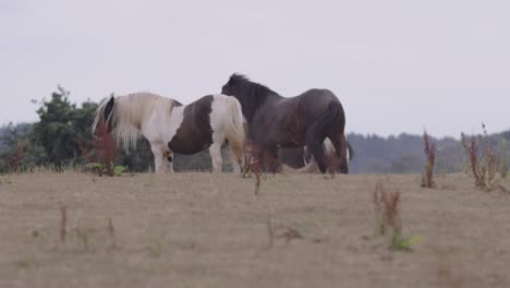 Beautiful-horses-grazing-in-a-field-on-a-windy-day-in-Devon,-UK