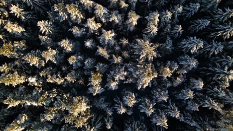 Vista-Aérea-De-Un-Bosque-De-Pinos-Congelados-Con-árboles-Cubiertos-De-Nieve-En-Invierno