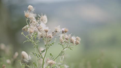 Nahaufnahmen-Von-Baumwollpflanzen,-Die-Sich-Vom-Wind-In-Devon,-England,-Bewegen