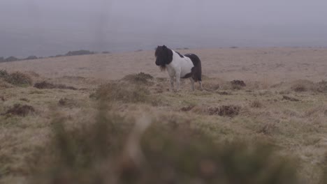 Beautiful-pony-in-a-field-on-a-windy-day-in-Devon,-Uk