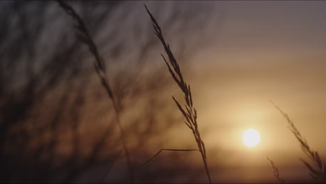 Rushes-in-a-field-on-a-windy-weather-at-sunset