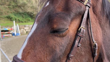 Close-up-of-white-and-brown-horse-with-bridle-in-ranch