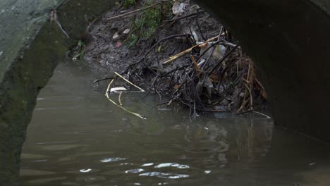 Rat-hides-under-pipeline-tubes-of-city-canal-drainage-system-with-polluted-water