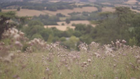 Schöne-Baumwollpflanzen-In-Feldern-Mit-Grünen-Bäumen-In-Devon,-Großbritannien