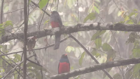 Ein-Paar-Schieferschwänzige-Trogonvögel-Sitzt-Draußen-Im-Strömenden-Regen,-Ruft-Zwischendurch-Und-Schüttelt-Das-Wasser-Ab