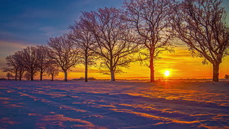 Zeitraffer-Von-Morgens-Bis-Morgens---Leuchtend-Orangefarbene-Sonne,-Die-Im-Winter-Hinter-Den-Bäumen-Aufgeht