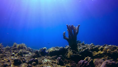 Underwater-life-showing-sunlight-penetrating-through-water-surface-over-shallow-coral-cactus