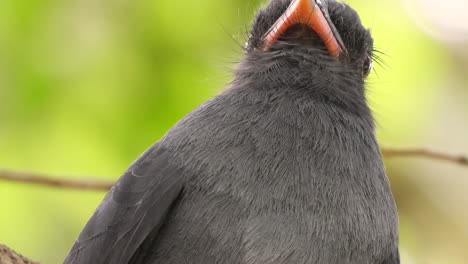 Nahaufnahme-Eines-Schwarzstirnigen-Nunbirds,-Der-Seinen-Hals-Dreht-Und-Sich-Umschaut,-üppiger-Tropischer-Waldhintergrund