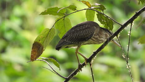 Green-heron-Perched-in-a-tree-moving-slowly-around-in-the-drizzling-rains-in-the-Jungles-of-Panama,-bird-perched-on-branch