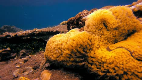 Nahaufnahme-Der-Gelben-Goniopora-Koralle,-Die-Sich-Mit-Der-Wasserströmung-Bewegt