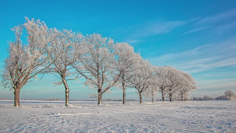 Lapso-De-Tiempo-De-Impresionantes-árboles-Con-Nieve-En-La-Parte-Superior-Debajo-Del-Hermoso-Cielo-Azul
