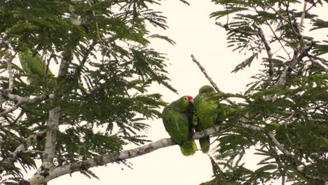 Green-red-lored-amazon-bird-couple-interact-tenderly-on-tree-branch