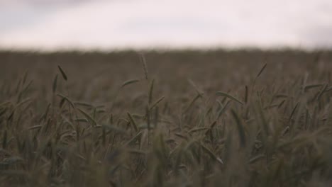 Nahaufnahmen-Eines-Maisfeldes,-Das-Sich-Vom-Wind-In-Devon,-England,-Bewegt