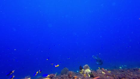 Statische-Aufnahme-Von-Riesigen-Kugelfischen,-Die-Im-Tiefen-Korallenriff-Schwimmen