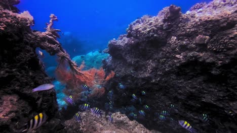 Kristallklares-Und-Gesundes-Korallenriff-Mit-Einem-Schwarm-Tropischer-Gestreifter-Fische,-Die-Herumschwimmen