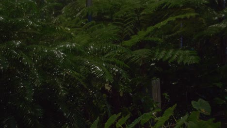 Gotas-De-Lluvia-Cayendo-Sobre-Exuberantes-Plantas-Verdes-En-El-Bosque-Tropical-Por-La-Noche