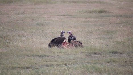 Three-vultures-eating-a-carcass-left-by-the-lions-in-the-African-savannah