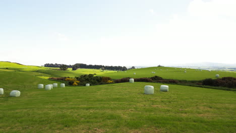 Neatly-gathered-bales-of-hay-are-lying-on-green-agricultural-fields-in-Gore-area,-New-Zealand