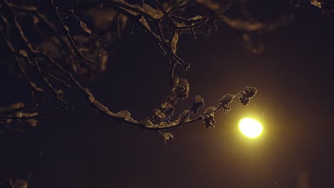 Close-up-of-frozen-branch-tree-covered-in-snow,-warm-street-light-behind