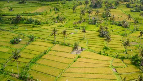 Sliding-aerial-view-of-green-cultivated-fields-in-the-rural-village-of-Sideman,-Bali,-Indonesia
