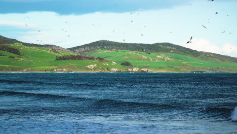 Blue-cliffs-beach-in-southland,-New-Zealand,-flock-of-birds-above-big-waves