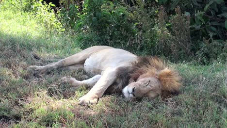 Close-up-of-a-wild-Lion-sleeping-pacefully-on-the-grass-while-flies-fly-around