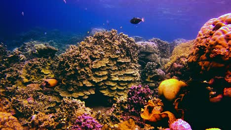 Static-view-of-a-healthy-and-colourful-coral-reef-with-tropical-species-crossing