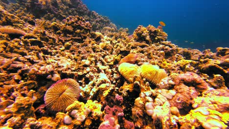 Static-view-of-underwater-common-razor-coral-on-seafloor