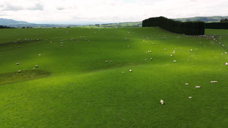 Aerial-forward-view-of-green-expanse-of-fields-with-flock-of-sheep