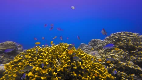 Statische-Unterwasseraufnahme-Einer-Staghorn-Korallenfischkolonie