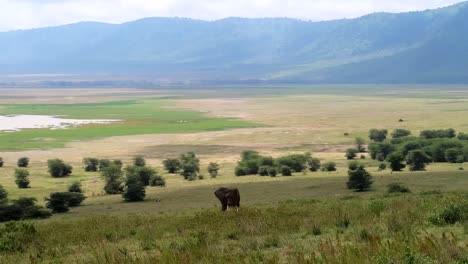 Huge-male-elephant-grazing-in-the-grass-in-the-caldera-of-Ngorongoro-Crater,-lush-grassland-and-pond-after-Rainy-Season