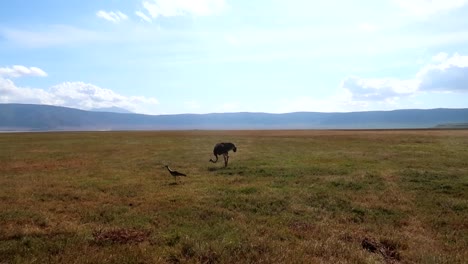 Ostrich-eating-with-head-down-in-the-African-savannah-of-Tanzania