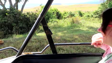 Rear-close-up-of-woman-observing-Lion-close-to-4x4-Safari-car