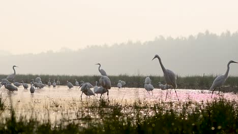 Flock-of-Egrets-fishing-in-Wetland-in-Sunrise