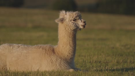 Slow-motion-of-an-alpaca-eating-grass-while-lying-on-the-field-at-sunset-in-the-countryside