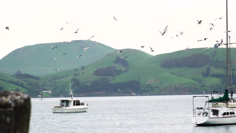 Flood-of-seagulls-flying-over-Port-Chalmers,-New-Zealand