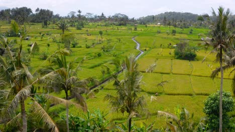 Lush-Greenery,-Rolling-Hills-filled-With-Rice-Paddies,-Lined-With-coconut-trees,-Sidemen,-Bali