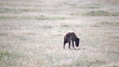 Close-up-gimbal-shot-of-Hyena-walking-with-bone-in-its-mouth,-Tanzania