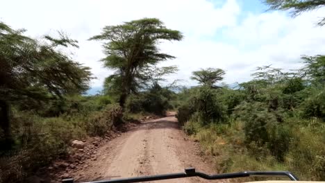 Driving-through-an-acacia-forest-in-Africa-on-a-safari,-dirt-road-with-bushes