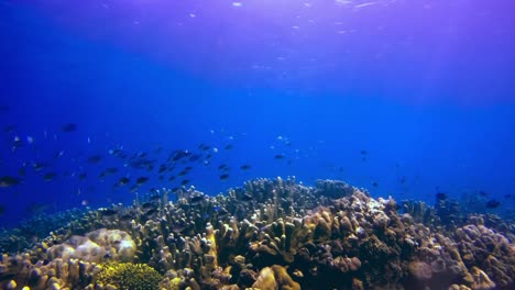 Person-snorkeling-above-staghorn-coral-reef-with-many-tropical-fish-swimming-around