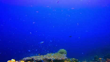 Cardúmenes-De-Damisela-Nadando-Sobre-Un-Arrecife-Colorido-Y-Tranquilo-Con-Un-Fondo-Azul-Profundo-Cerca-De-Bali