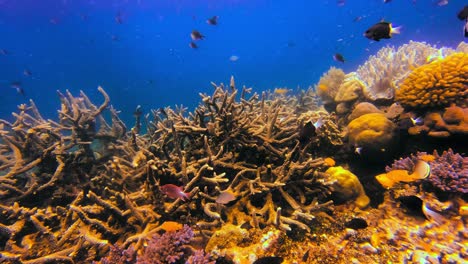 Epische-Unterwasseraufnahme-Eines-Tropischen-Korallenriffs-Mit-Vielen-Herumschwimmenden-Fischen