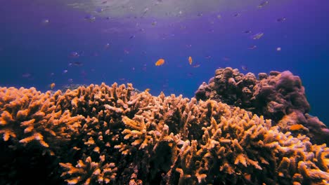 Pequeños-Peces-Tropicales-Amarillos-Caminando-Sobre-Corales-Duros-En-El-Mar-Rojo