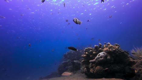Statische-Ansicht-Des-Tropischen-Korallenriffs-Im-Blauen-Offenen-Ozean